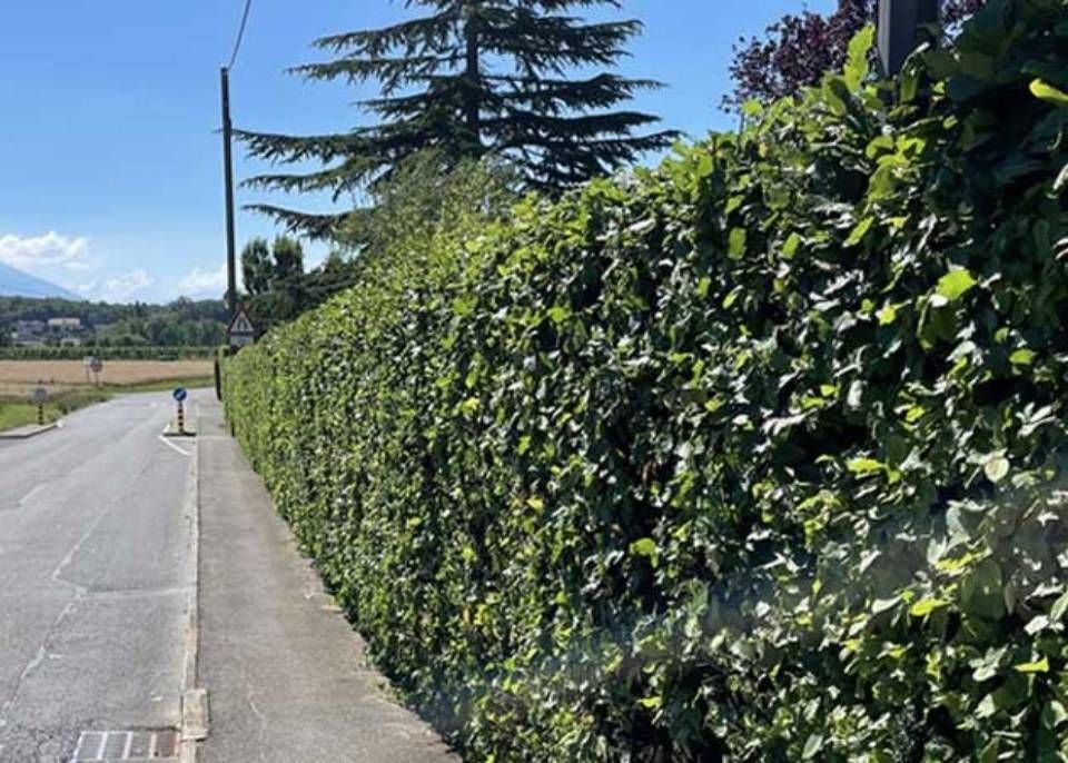 Vue de bord de route par une haute haie verte.