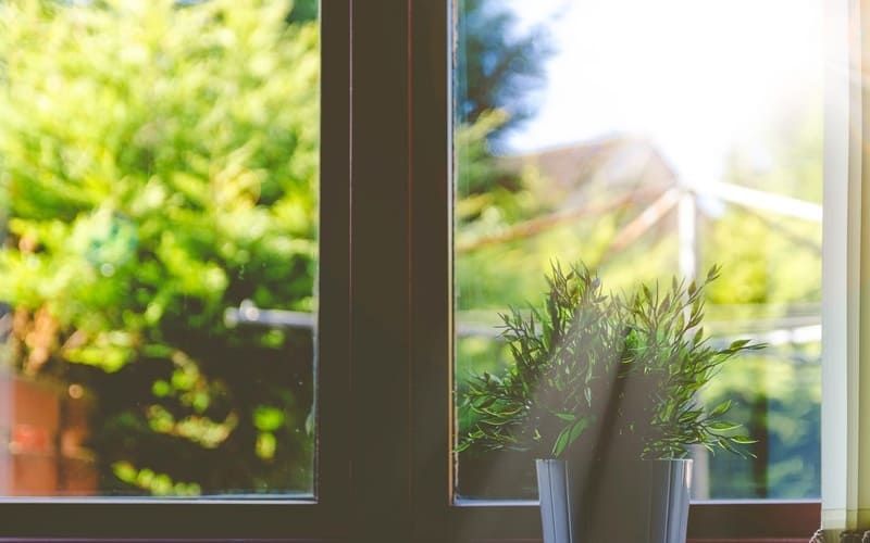 Pot de plante devant une fenêtre ensoleillée