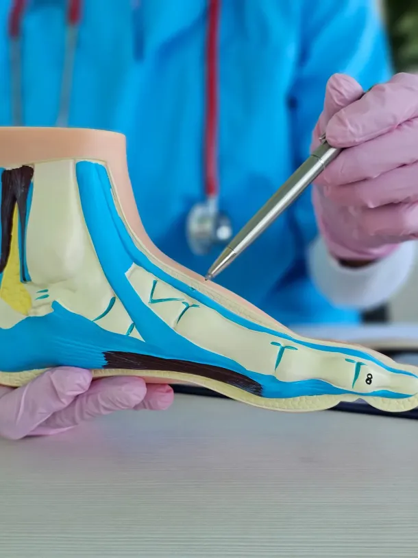 El médico señala un modelo de pie, que muestra estructuras azules y beige