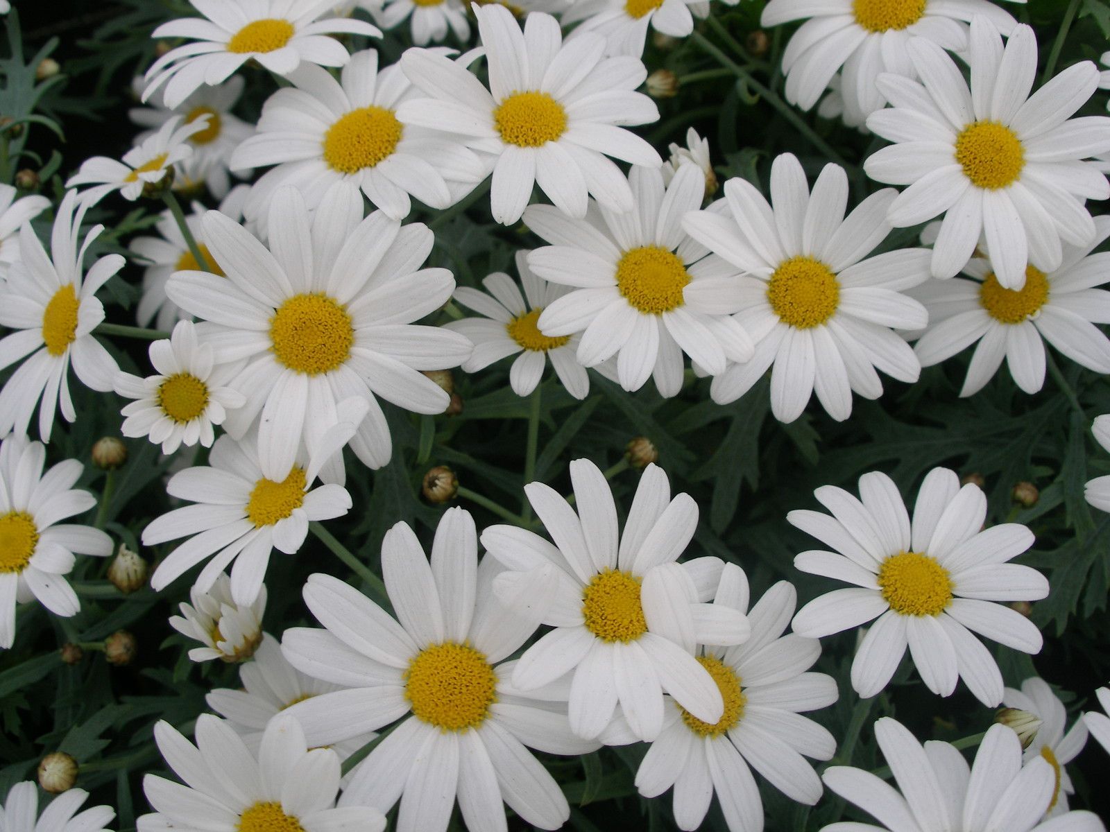 Frühlingsblumen