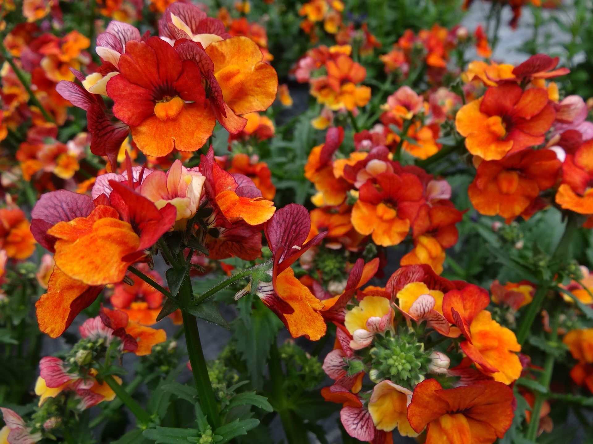 Jetzt kommt die Pflanzzeit für Balkon, Terrasse und Garten