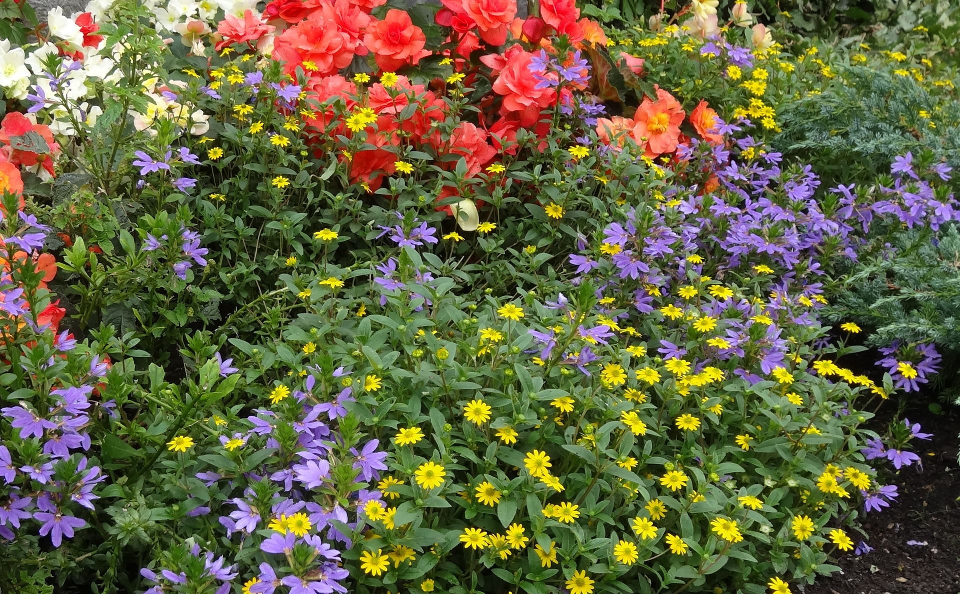 Frühlingsblumen