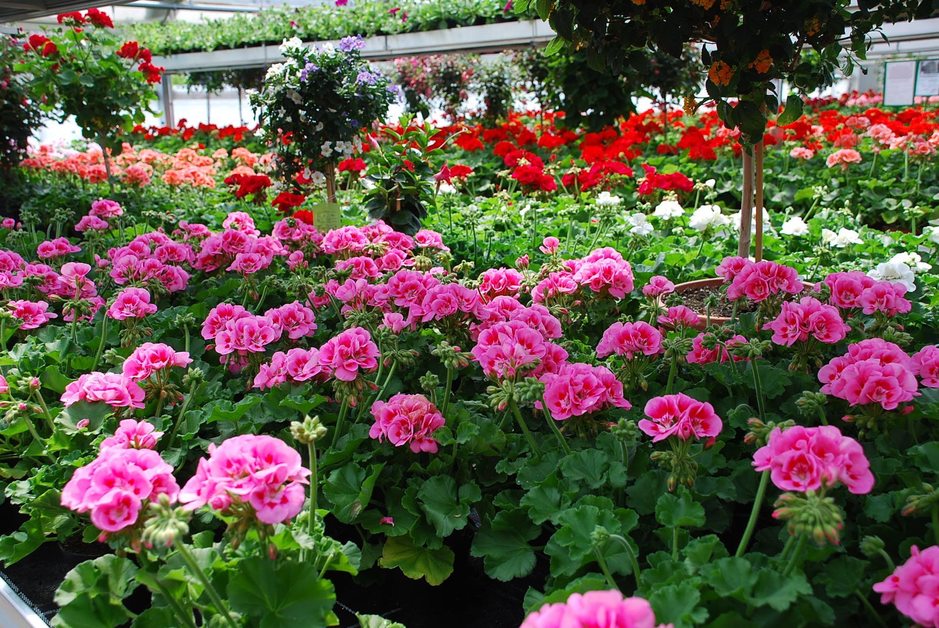 Jetzt kommt die Pflanzzeit für Balkon, Terrasse und Garten