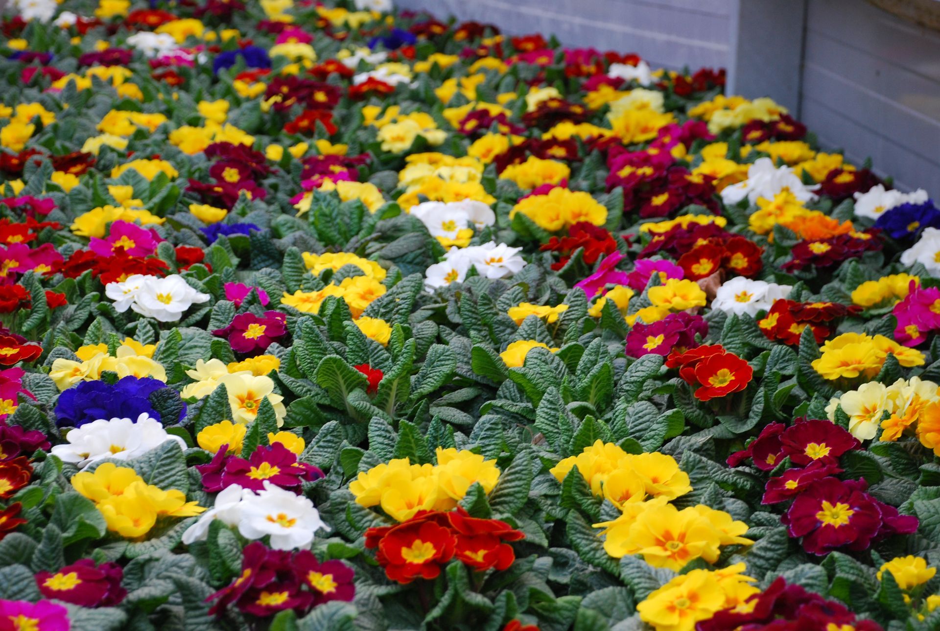 Sortiment von bunten Gartenblumen