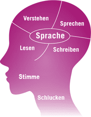 Kopf aufgeteilt in die Bereiche der Hirns