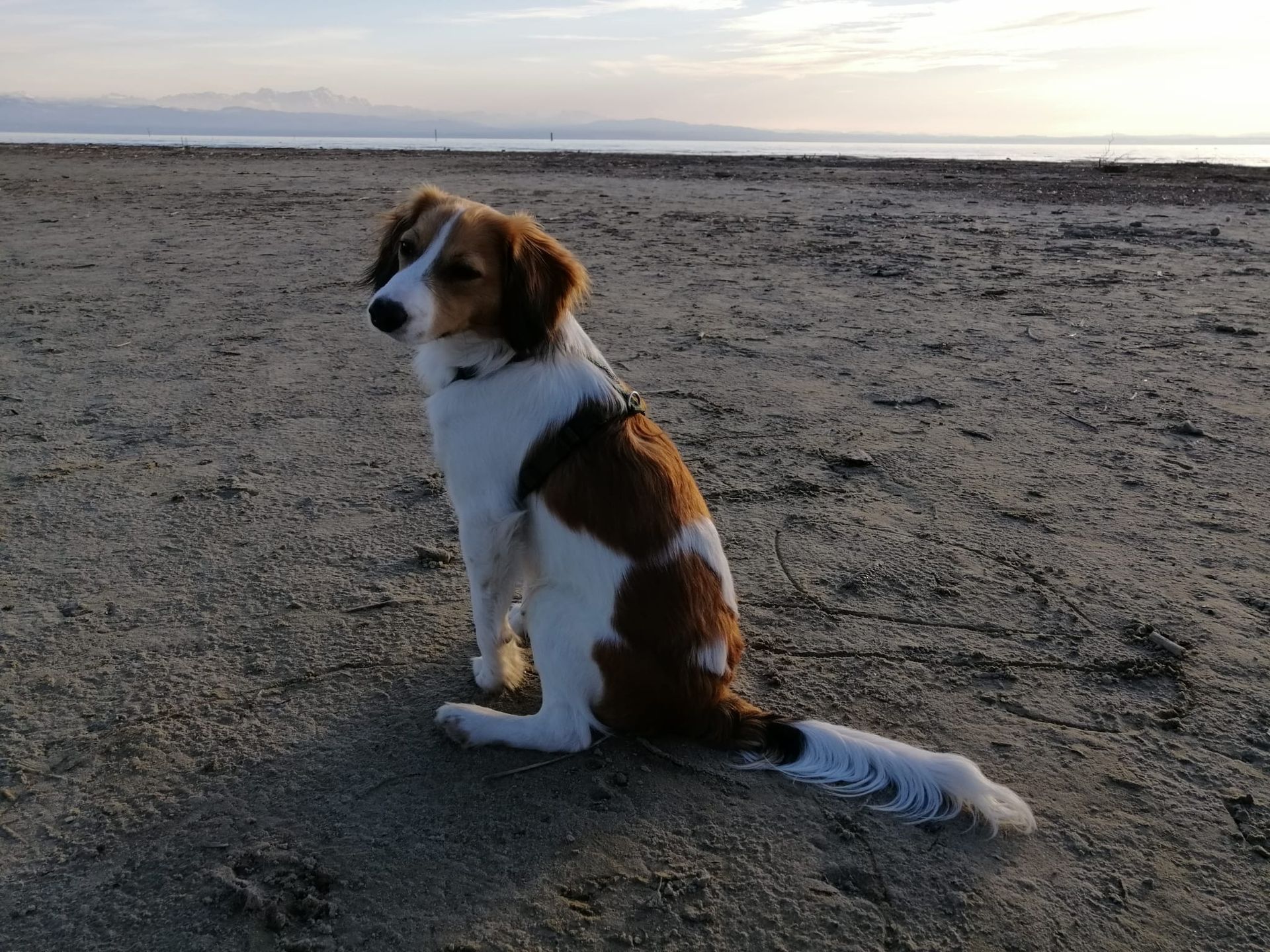 Ein braun-weißer Hund sitzt am Strand
