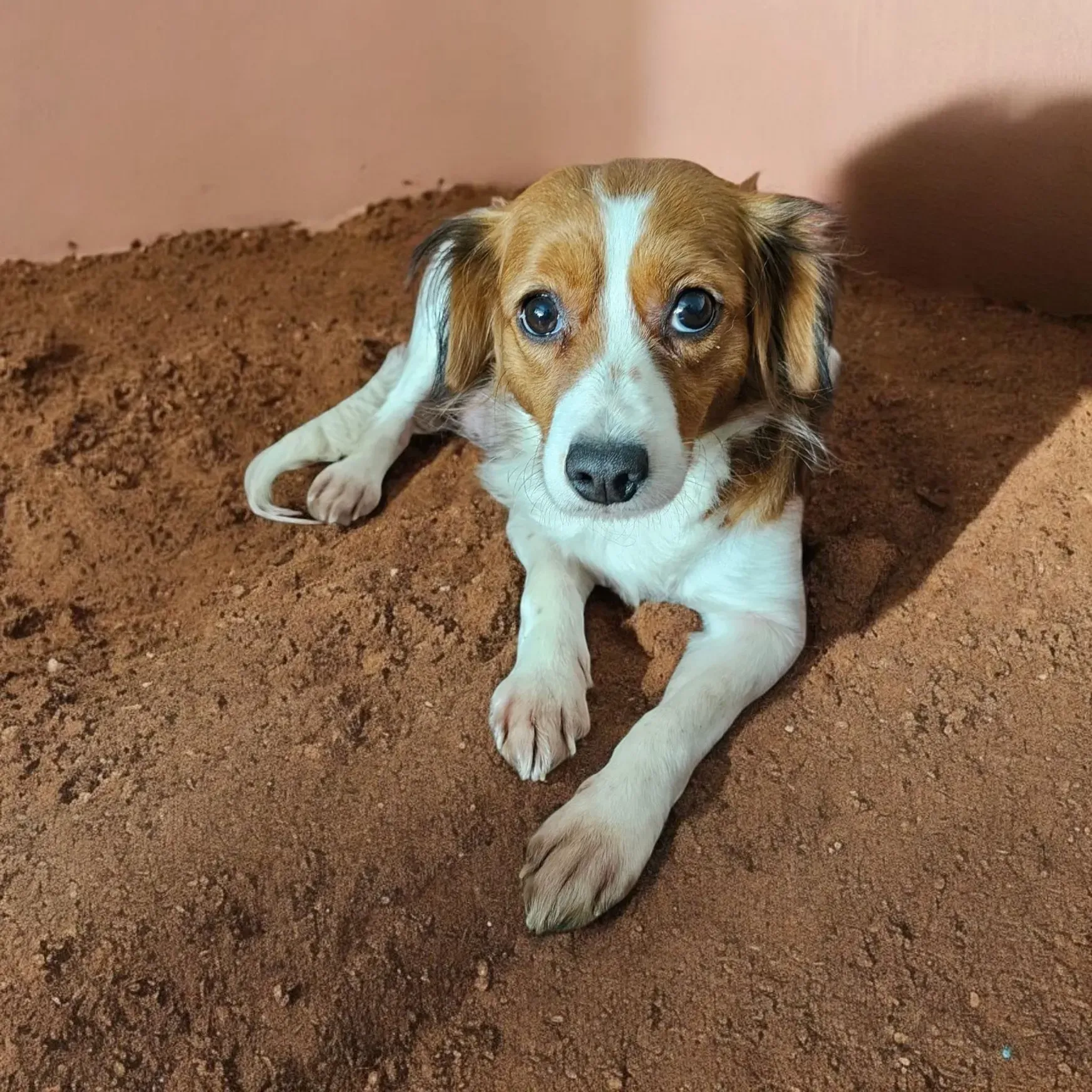 Ein braun-weißer Hund, der in einem Erdhaufen liegt