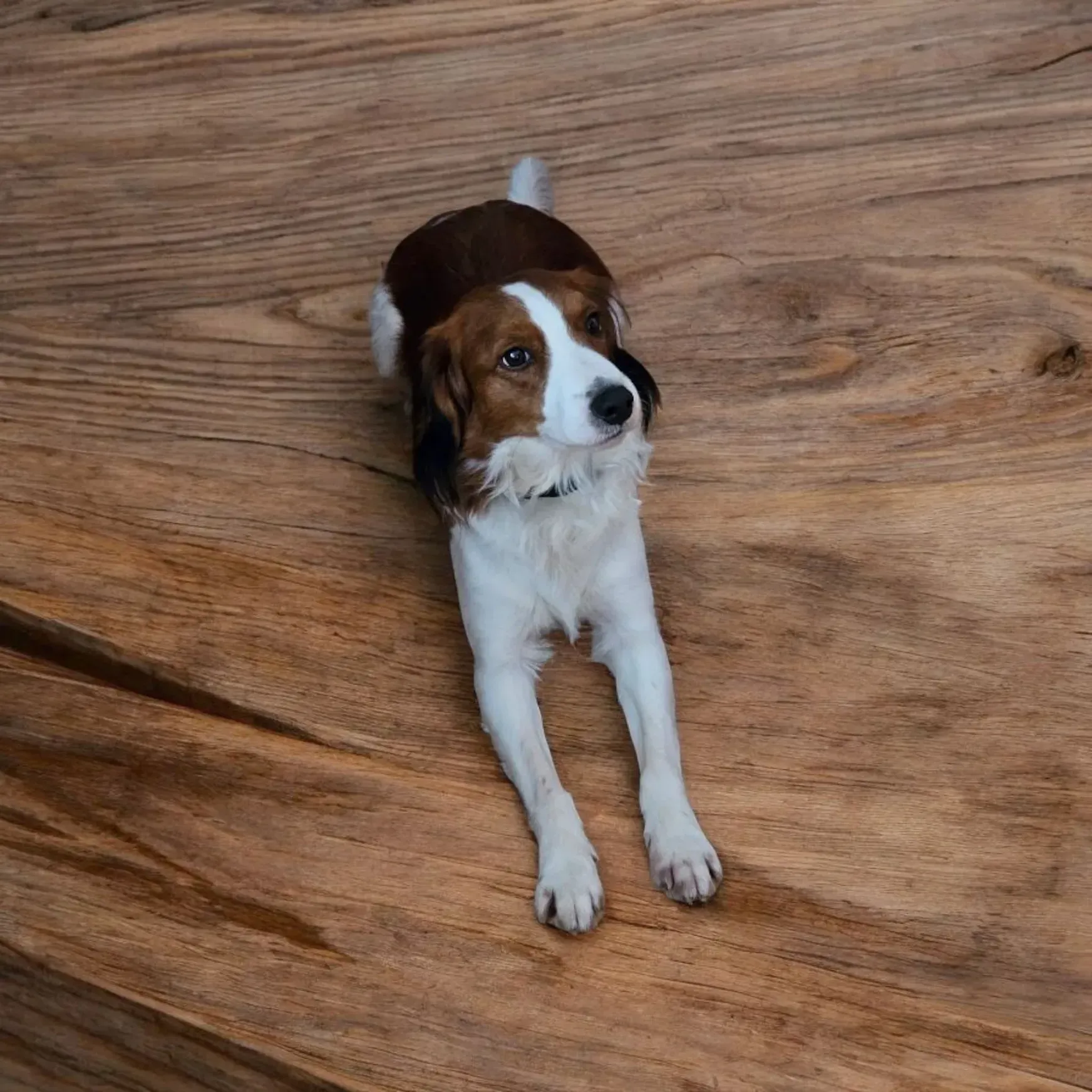 Ein braun-weißer Hund, der auf einem Holzboden liegt