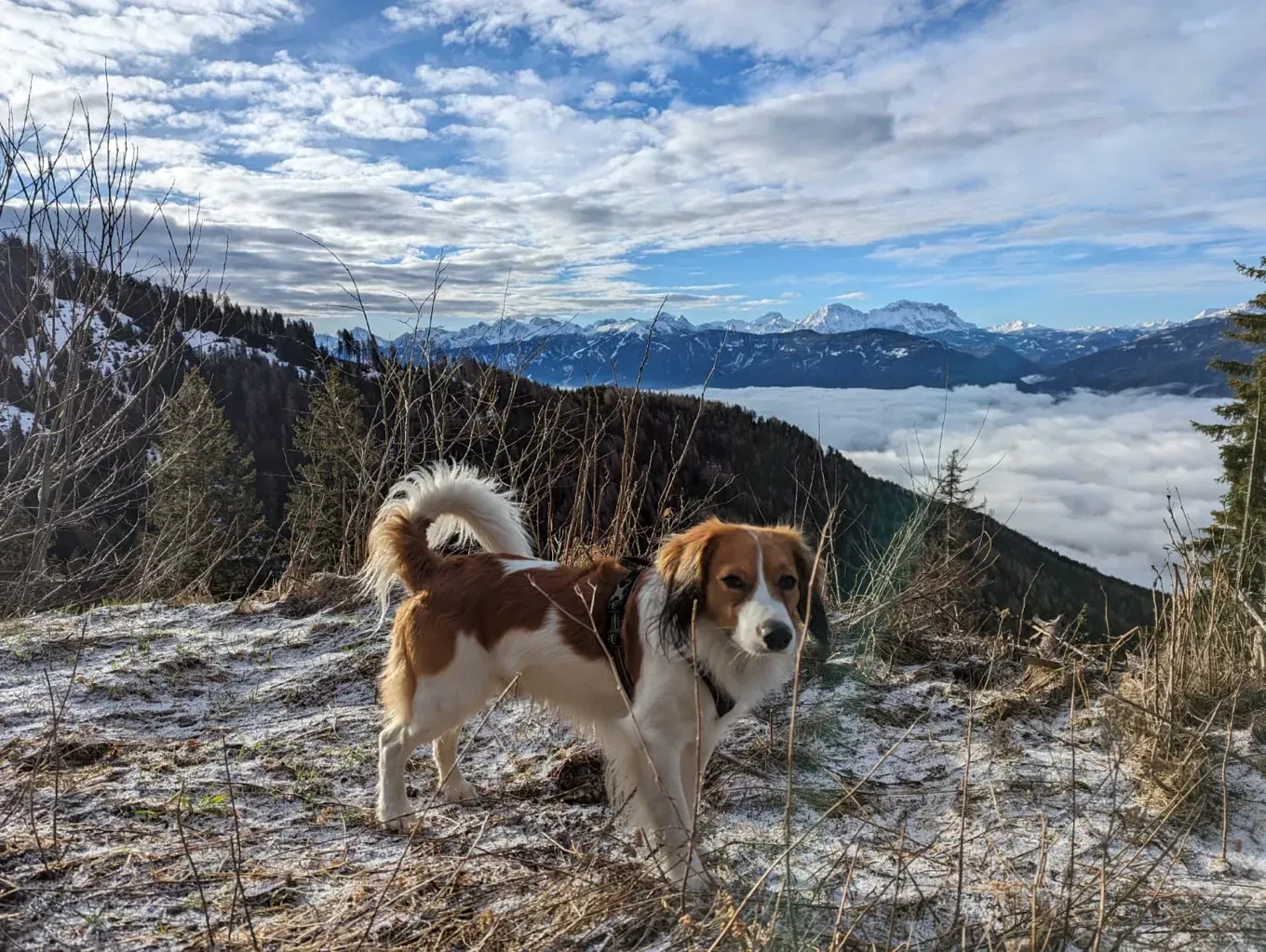 Ein braun-weißer Hund steht auf einem schneebedeckten Hügel.