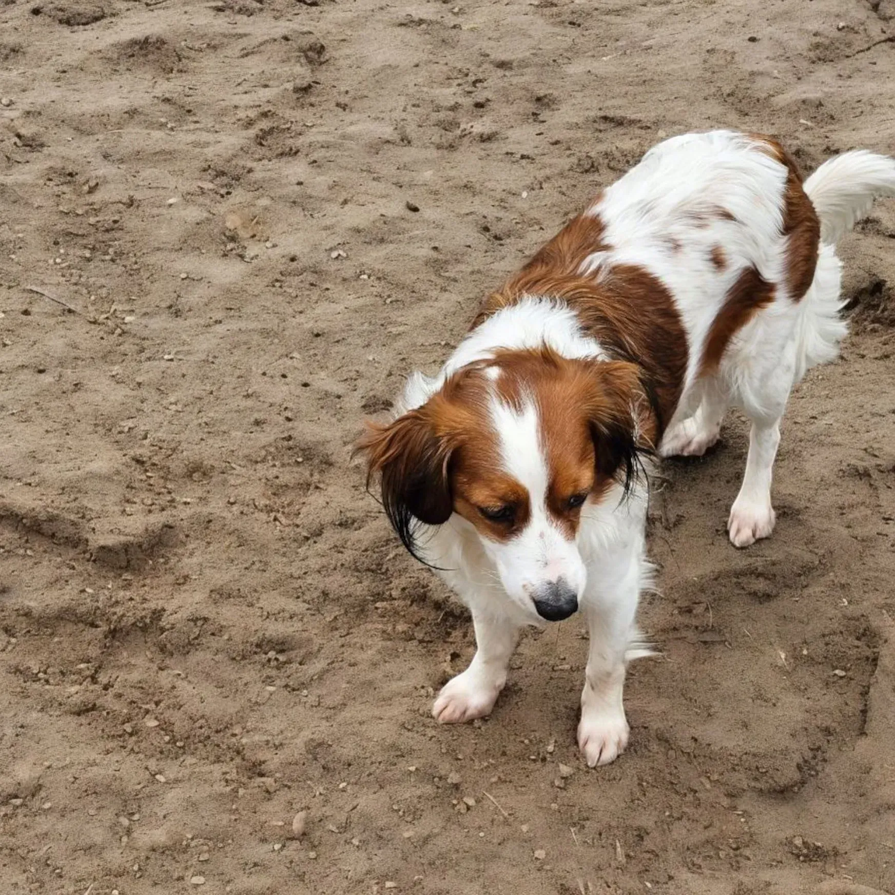 Ein braun-weißer Hund steht im Dreck