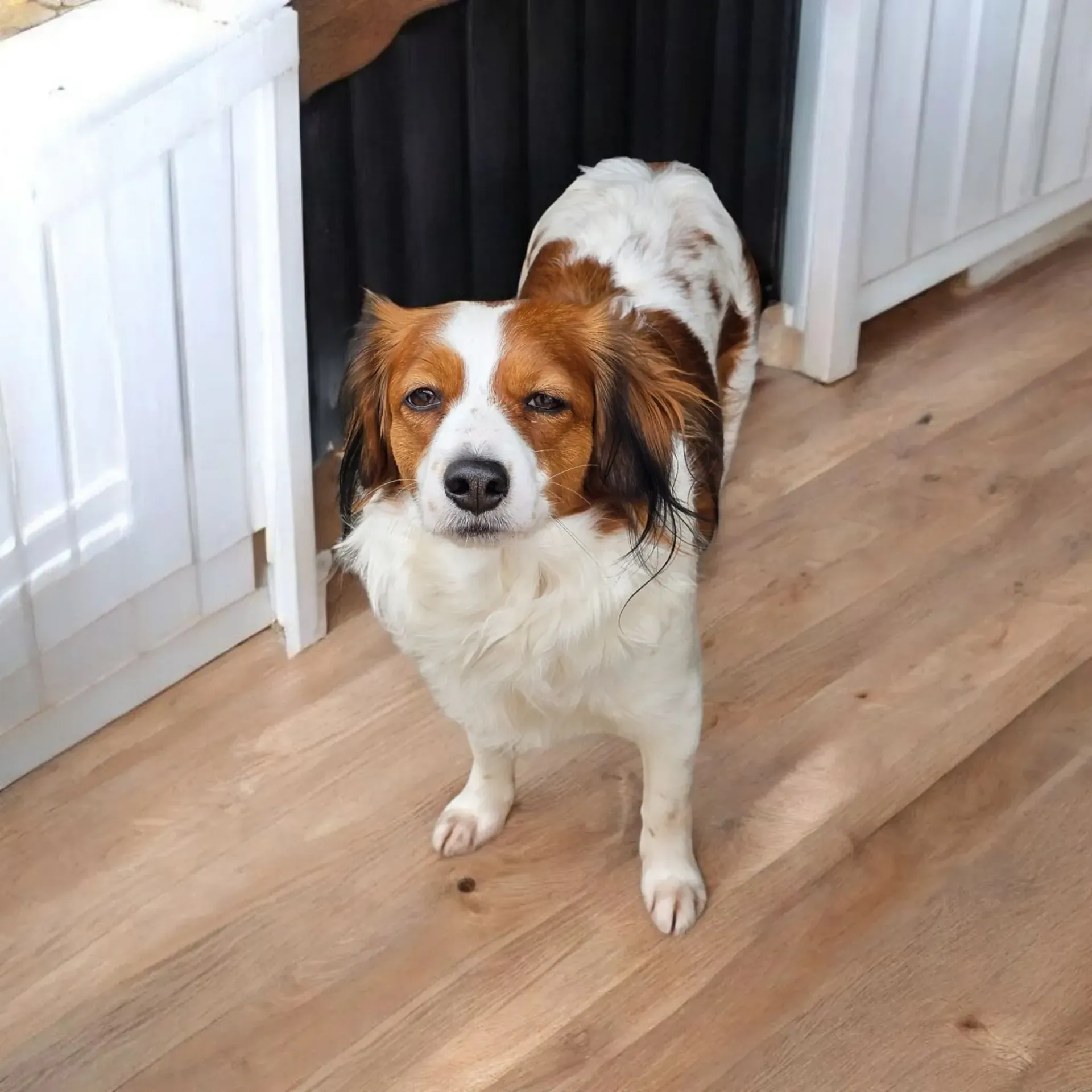 Ein braun-weißer Hund, der auf einem Holzboden steht