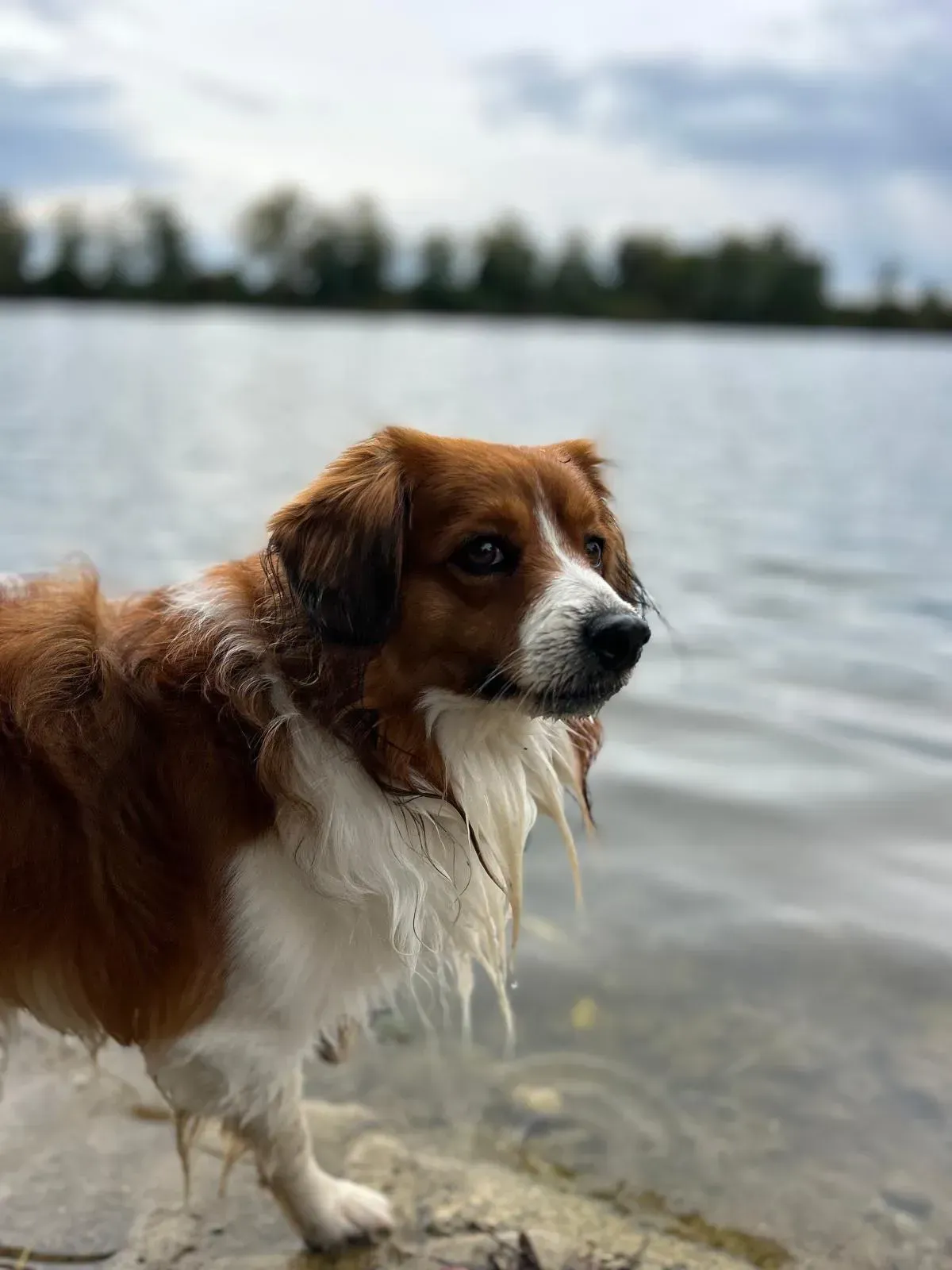 Ein braun-weißer Hund steht am Ufer eines Sees.