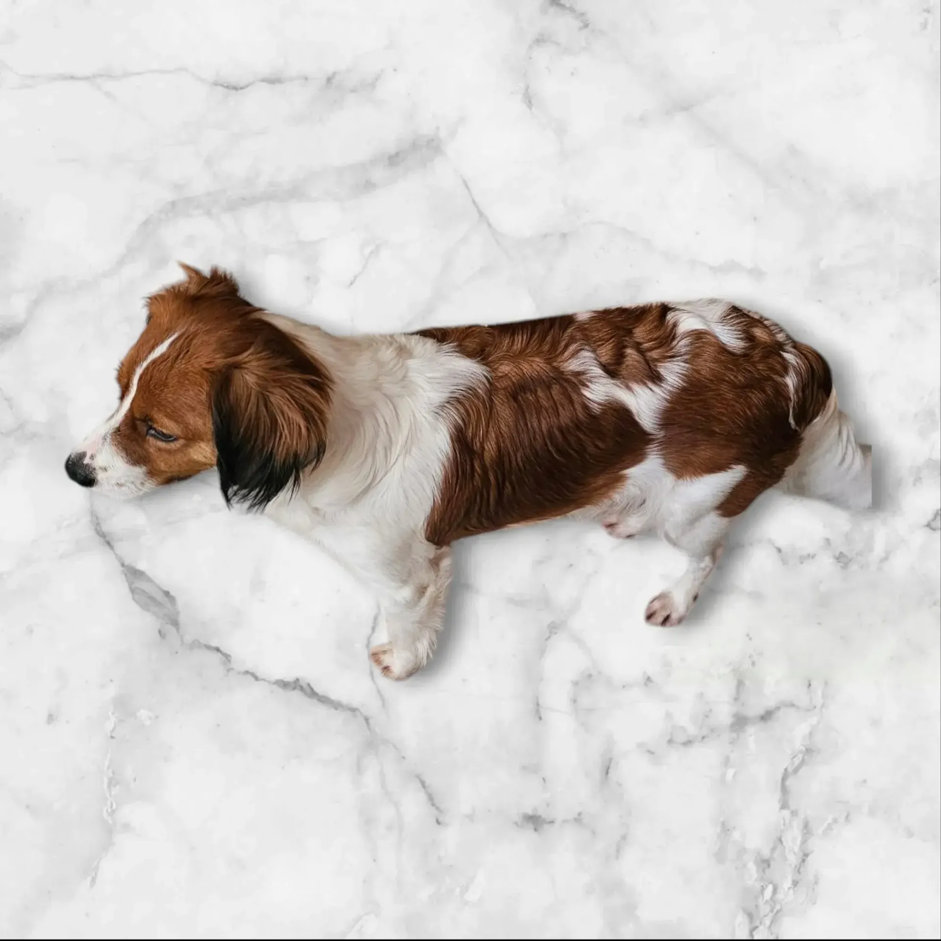 Ein braun-weißer Hund, der auf einer weißen Marmoroberfläche liegt