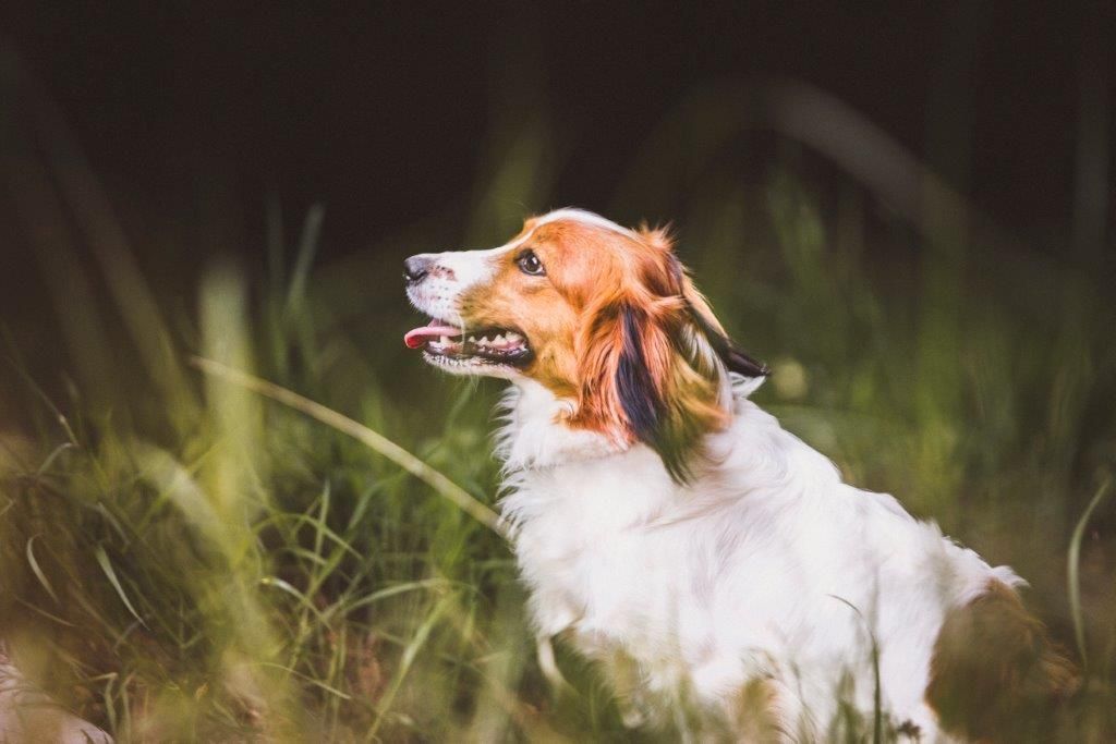 Ein braun-weißer Hund steht im Gras.