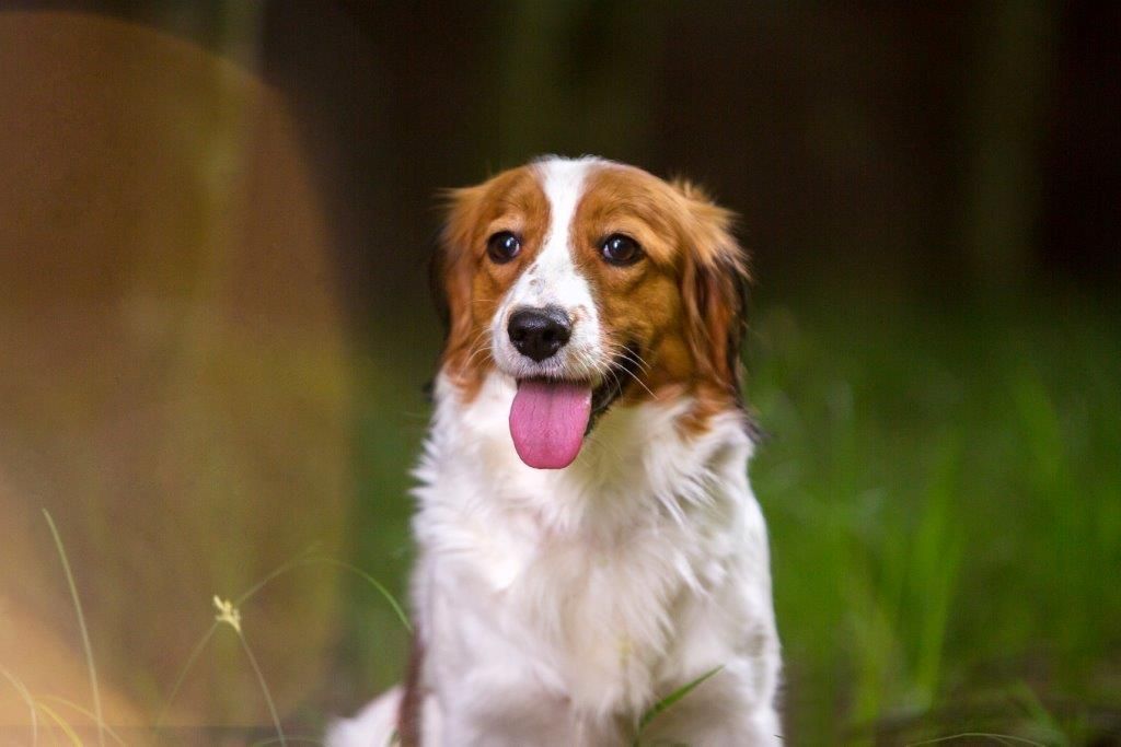 Ein braun-weißer Hund sitzt mit heraushängender Zunge im Gras.