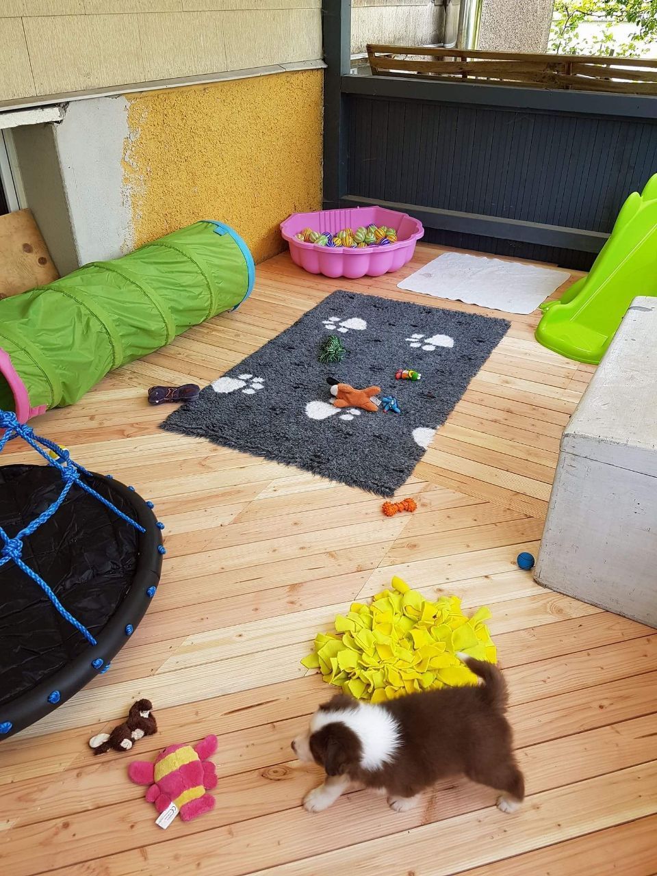 Ein Welpe steht umgeben von Spielzeug auf einem Holzboden.