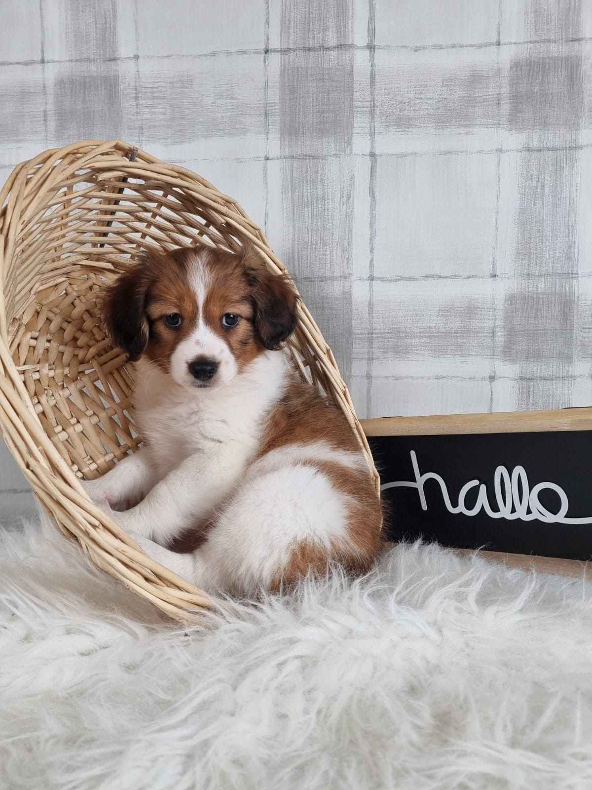Ein braun-weißer Welpe sitzt in einem Weidenkorb neben einem Schild mit der Aufschrift „Hallo“