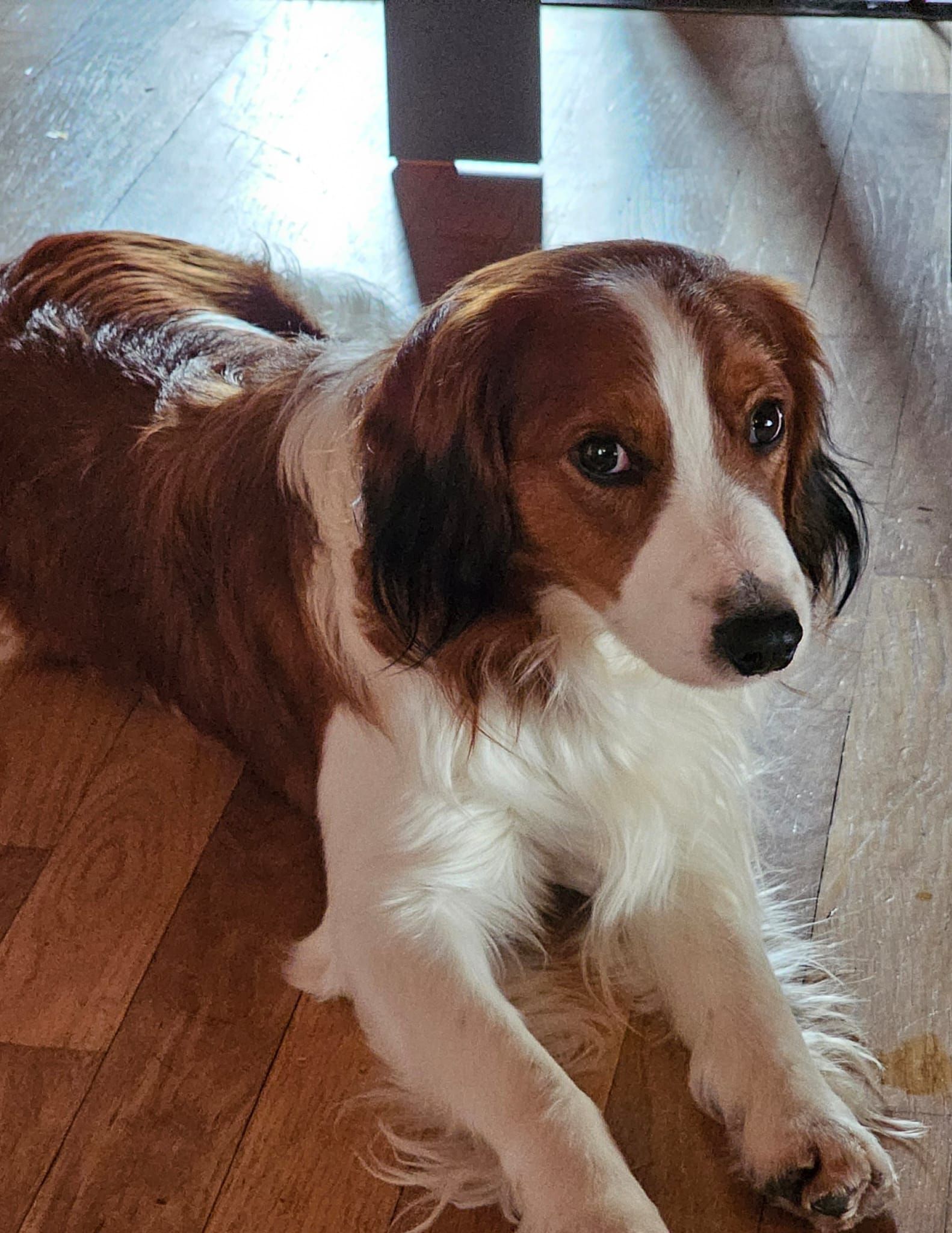 Ein braun-weißer Hund, der auf einem Holzboden liegt