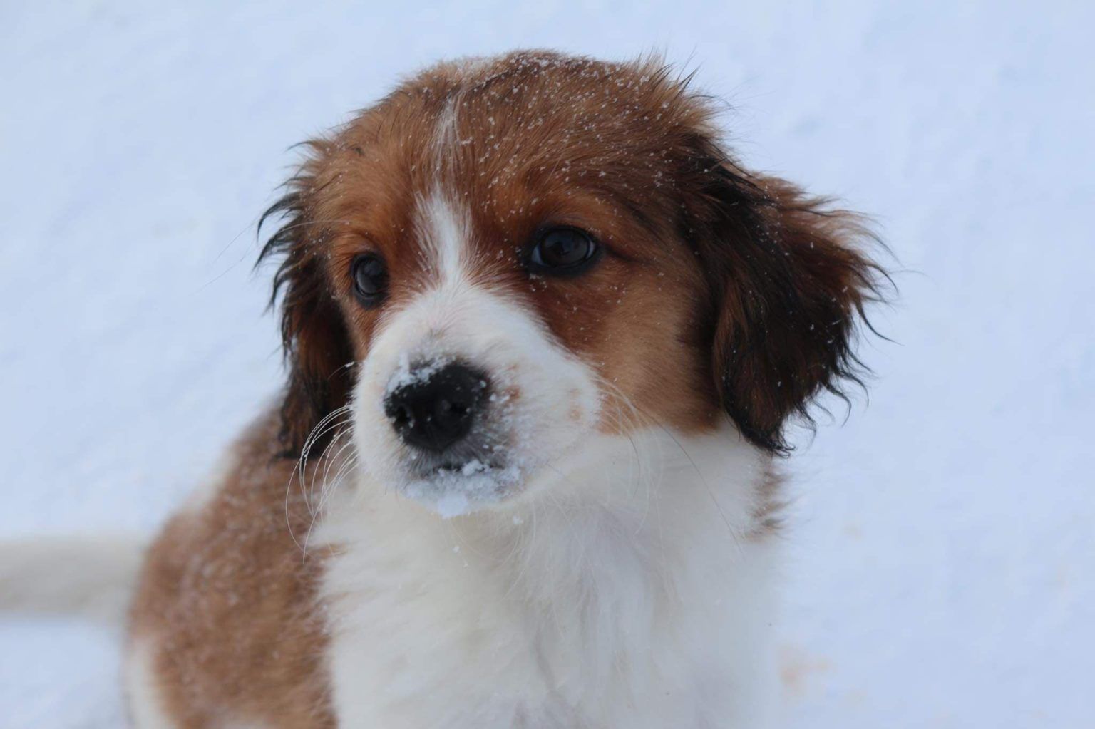 Ein braun-weißer Welpe sitzt im Schnee und schaut in die Kamera.