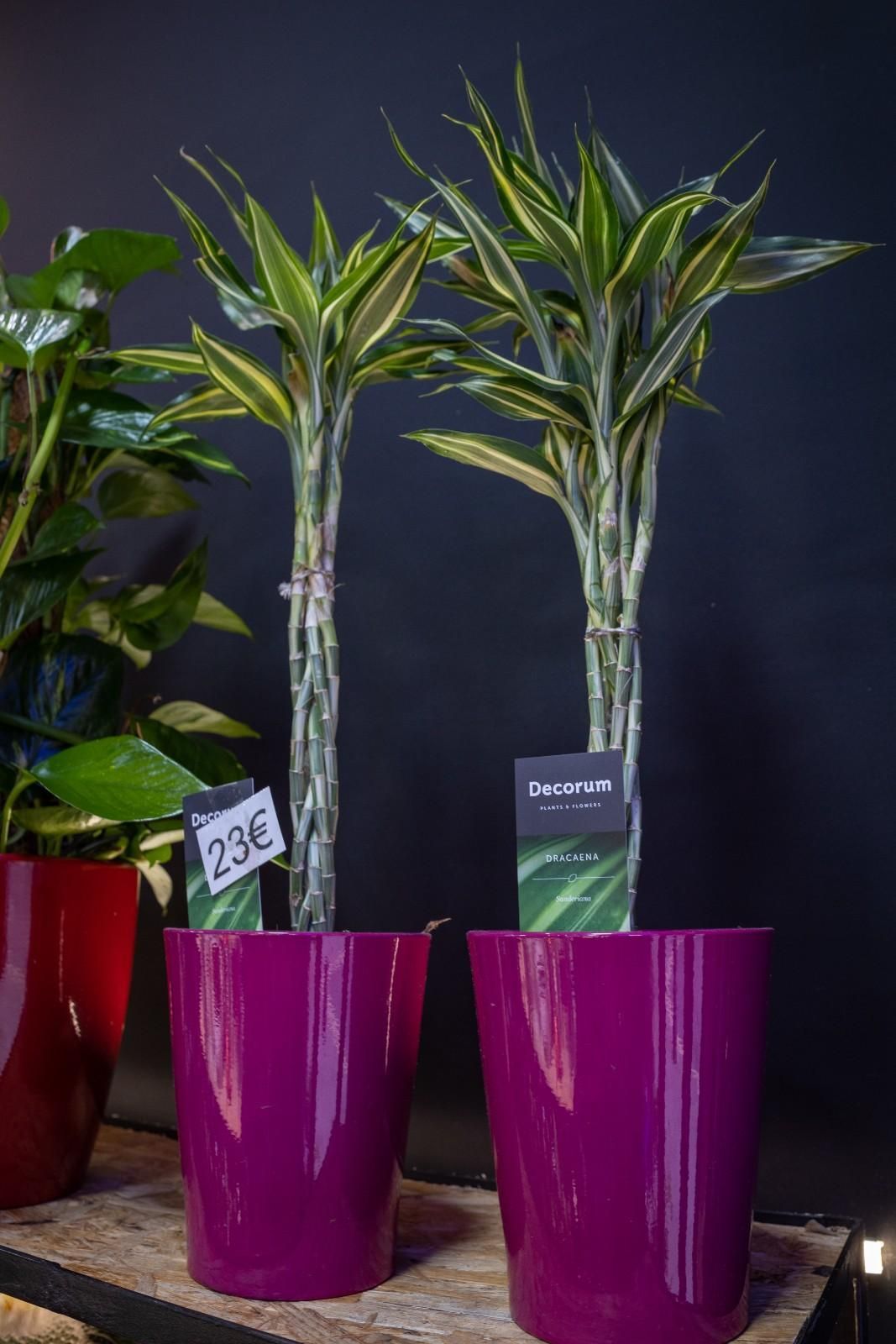 Icono de marcador de posición gris claro con un sol y montañas sobre fondo blanco