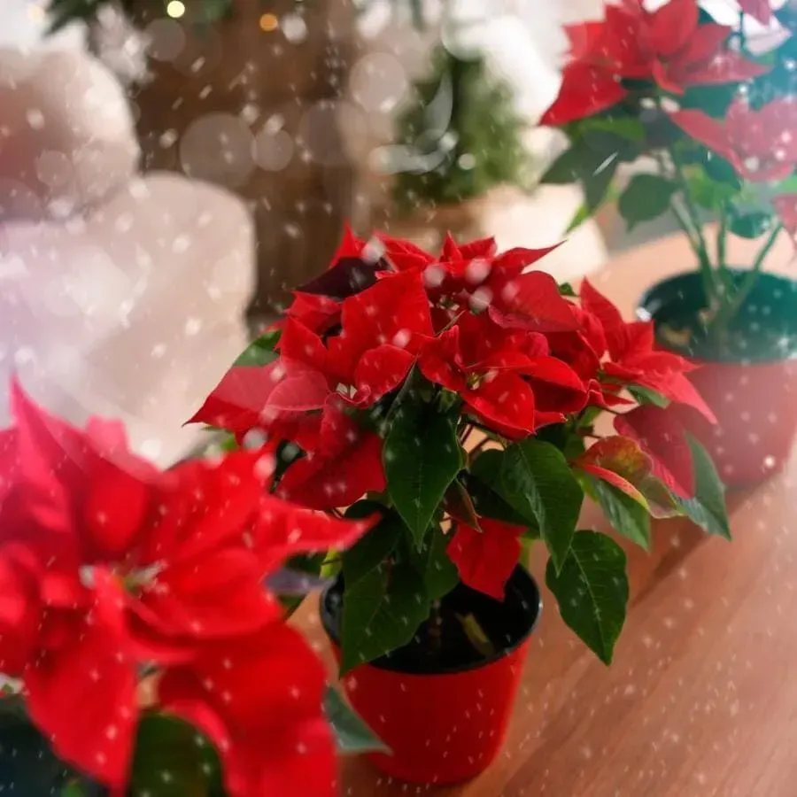 Una hilera de plantas de Pascua en macetas sobre una mesa.