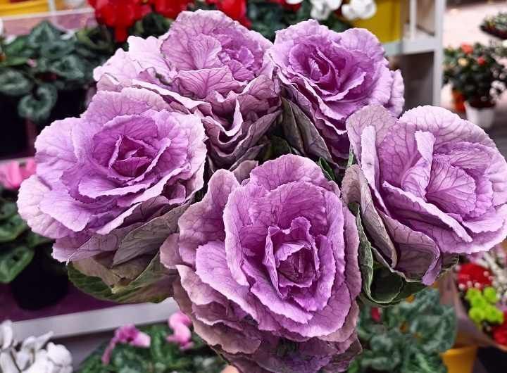 Un primer plano de un ramo de flores moradas.