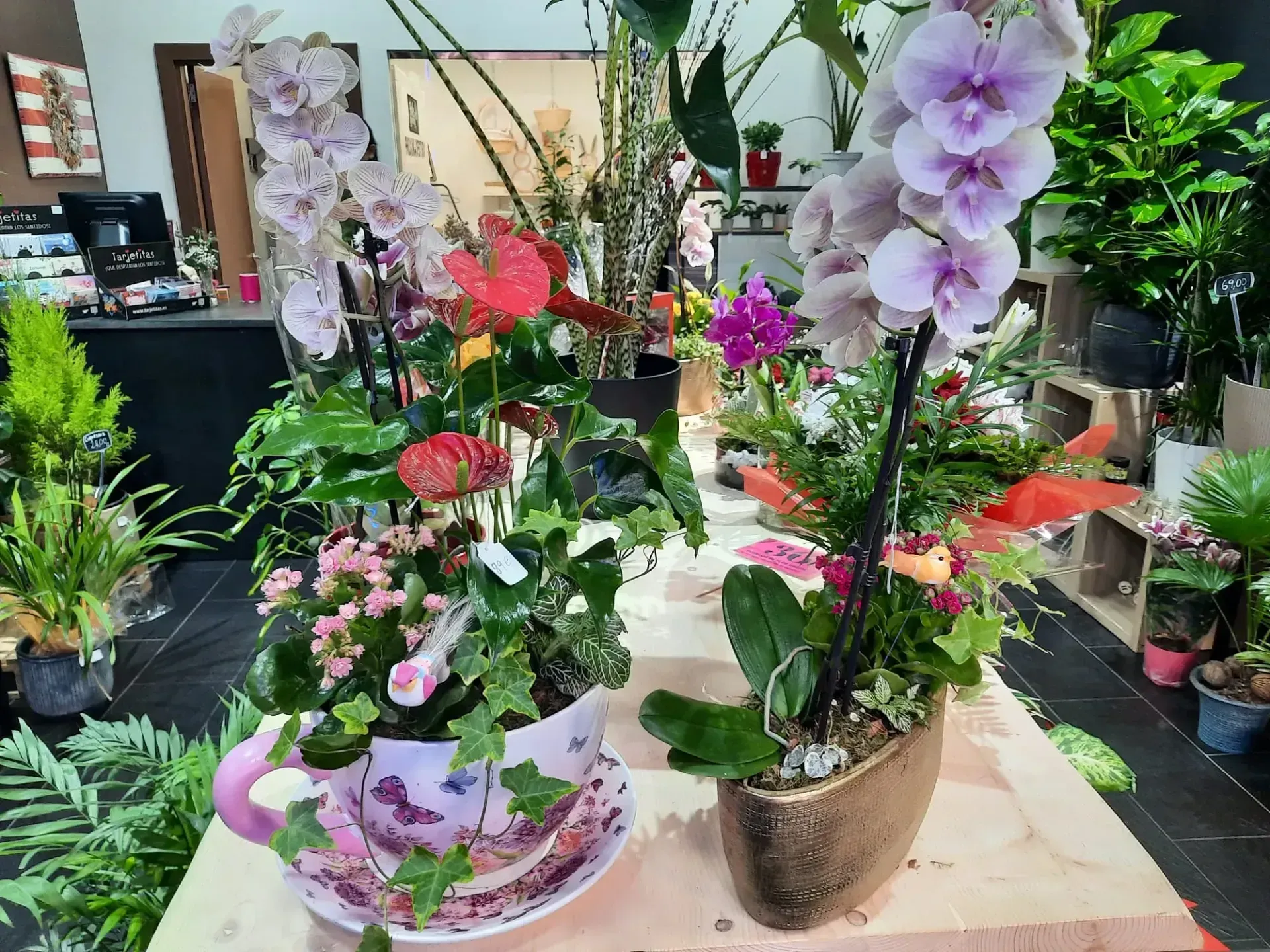 Dos plantas en macetas están sentadas sobre una mesa de madera en una floristería.