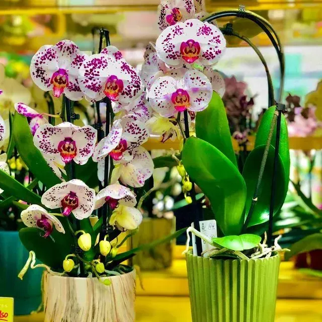 Orquídeas moradas y blancas en una maceta verde