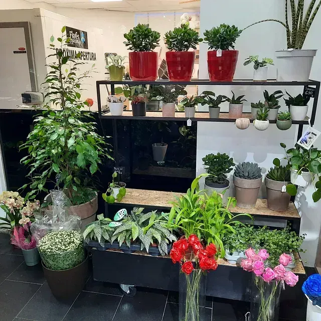 Una habitación llena de muchas plantas y flores en macetas.