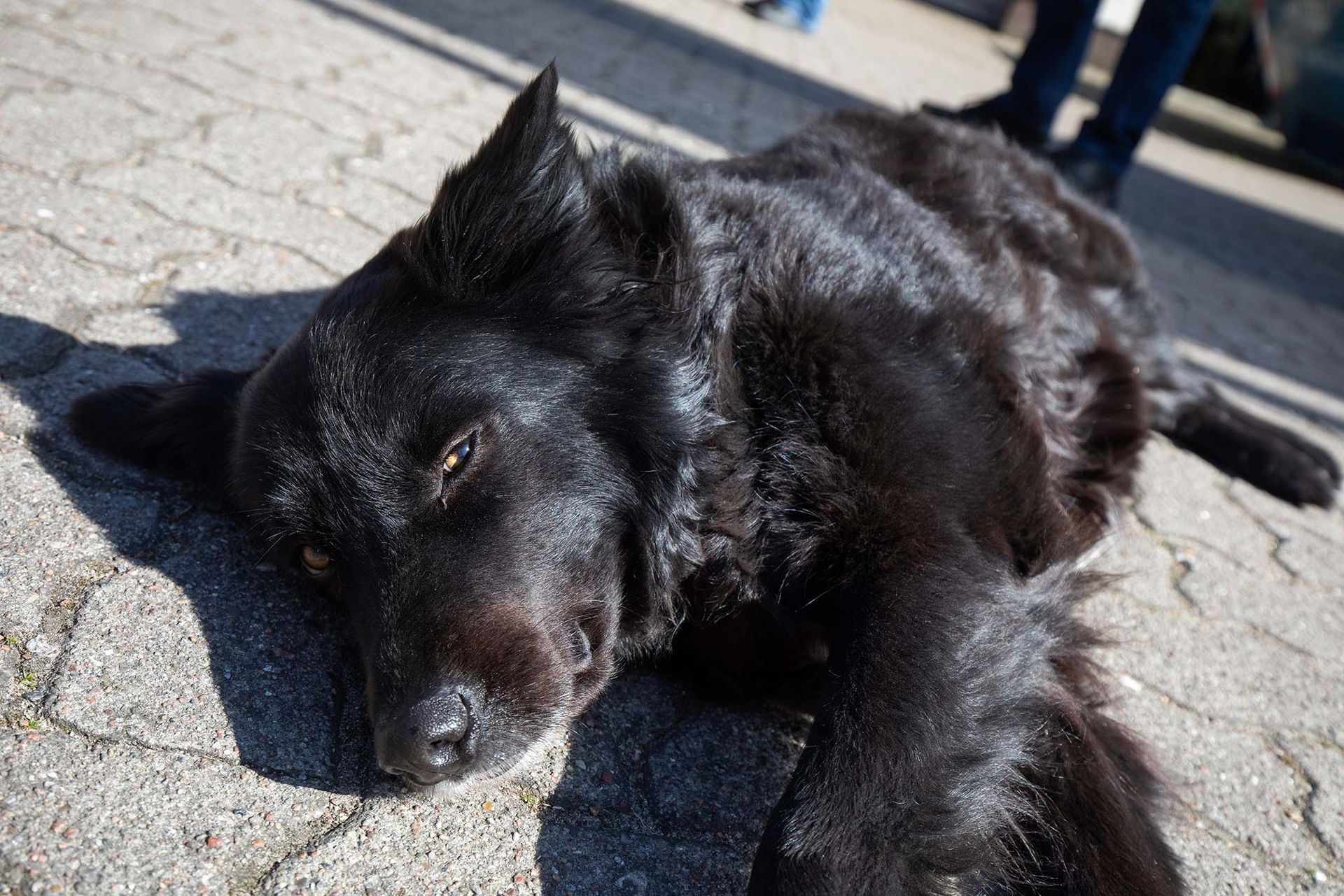 Ein schwarzer Hund liegt auf einem gepflasterten Bürgersteig