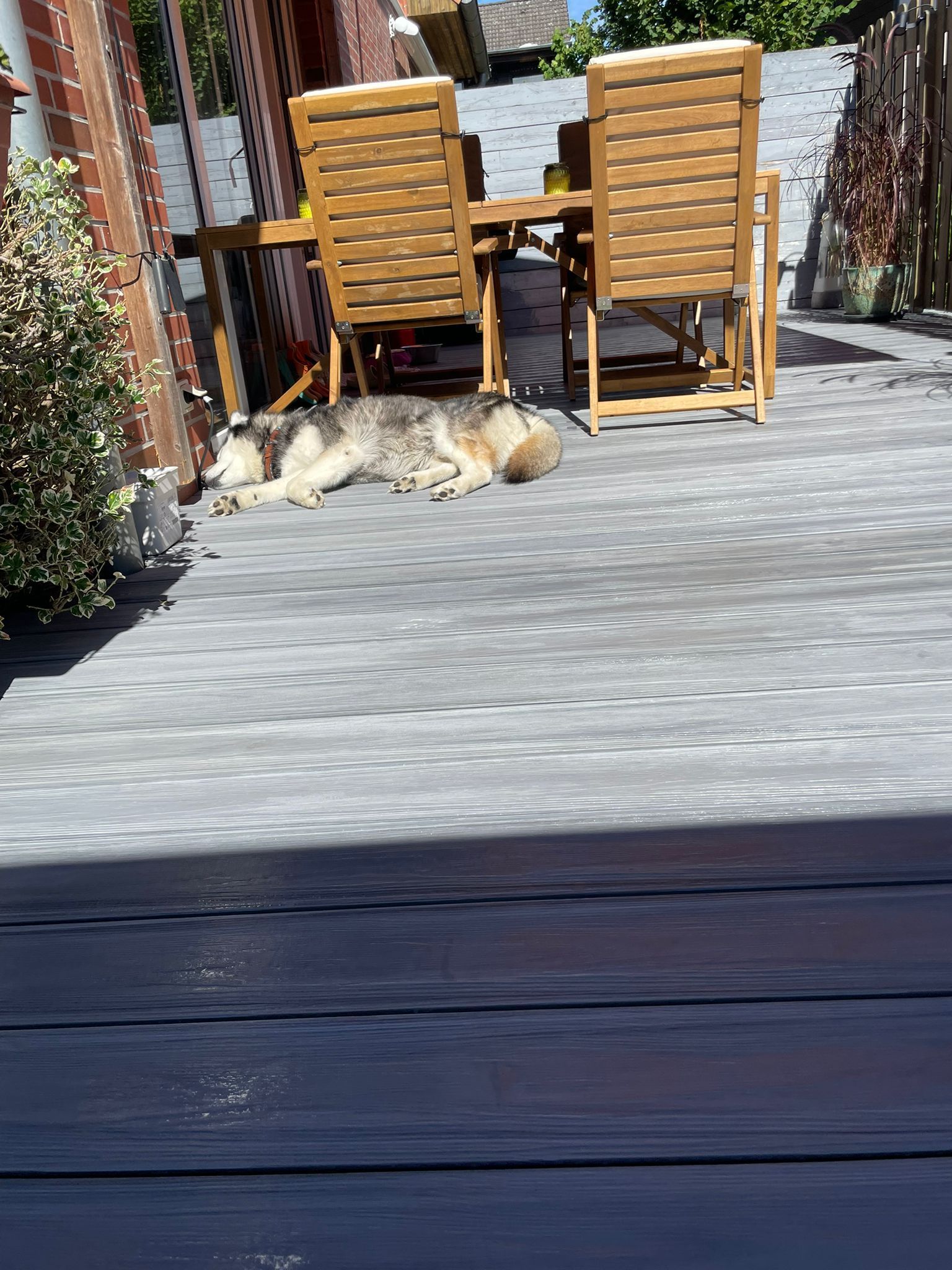Ein Hund entspannt sich auf einer Terrasse in der Nähe von Gartenstühlen und einem Tisch.