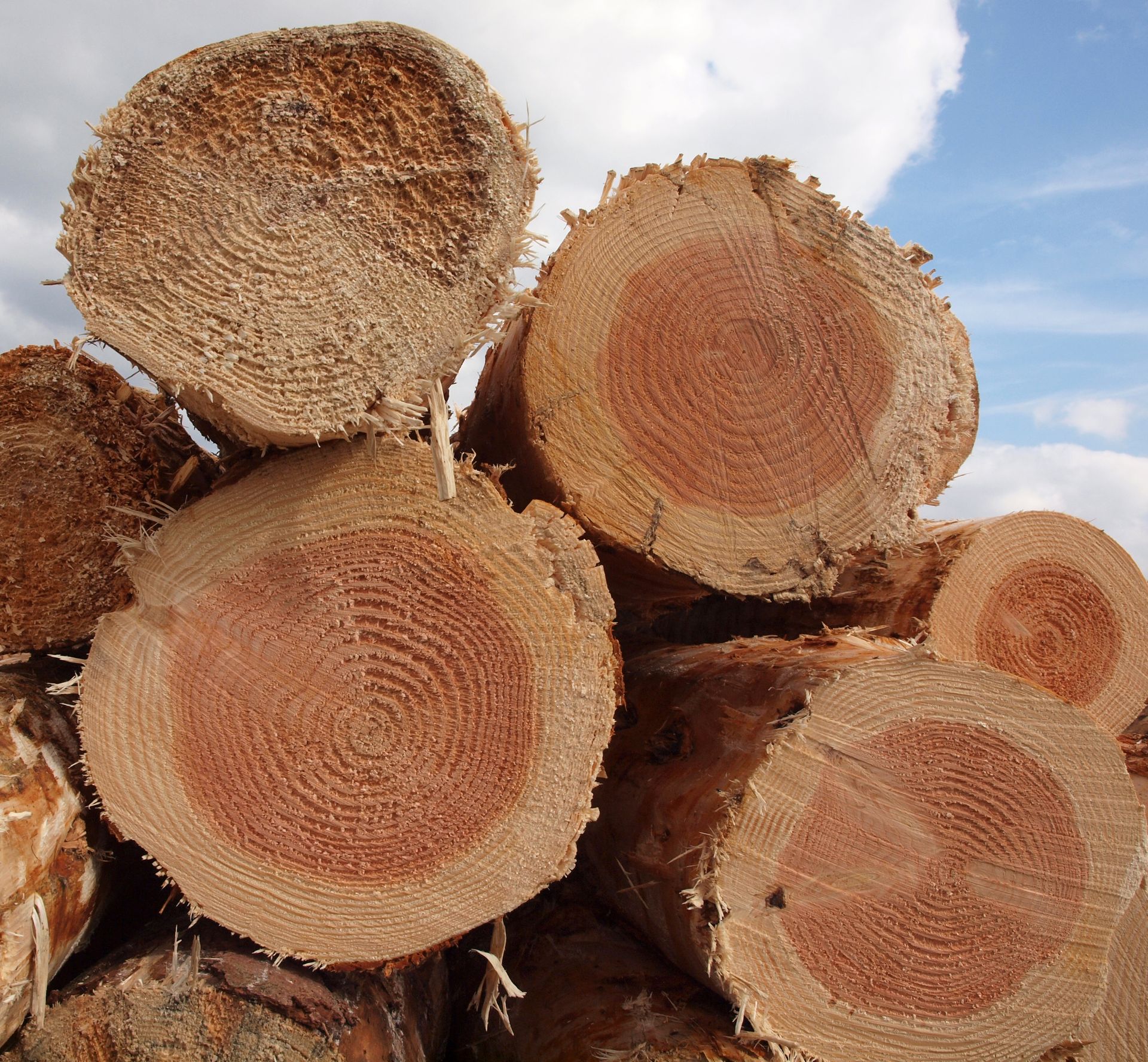 Des bûches aux cernes visibles, de couleur brun clair et brun rougeâtre, sont empilées à l'extérieur.