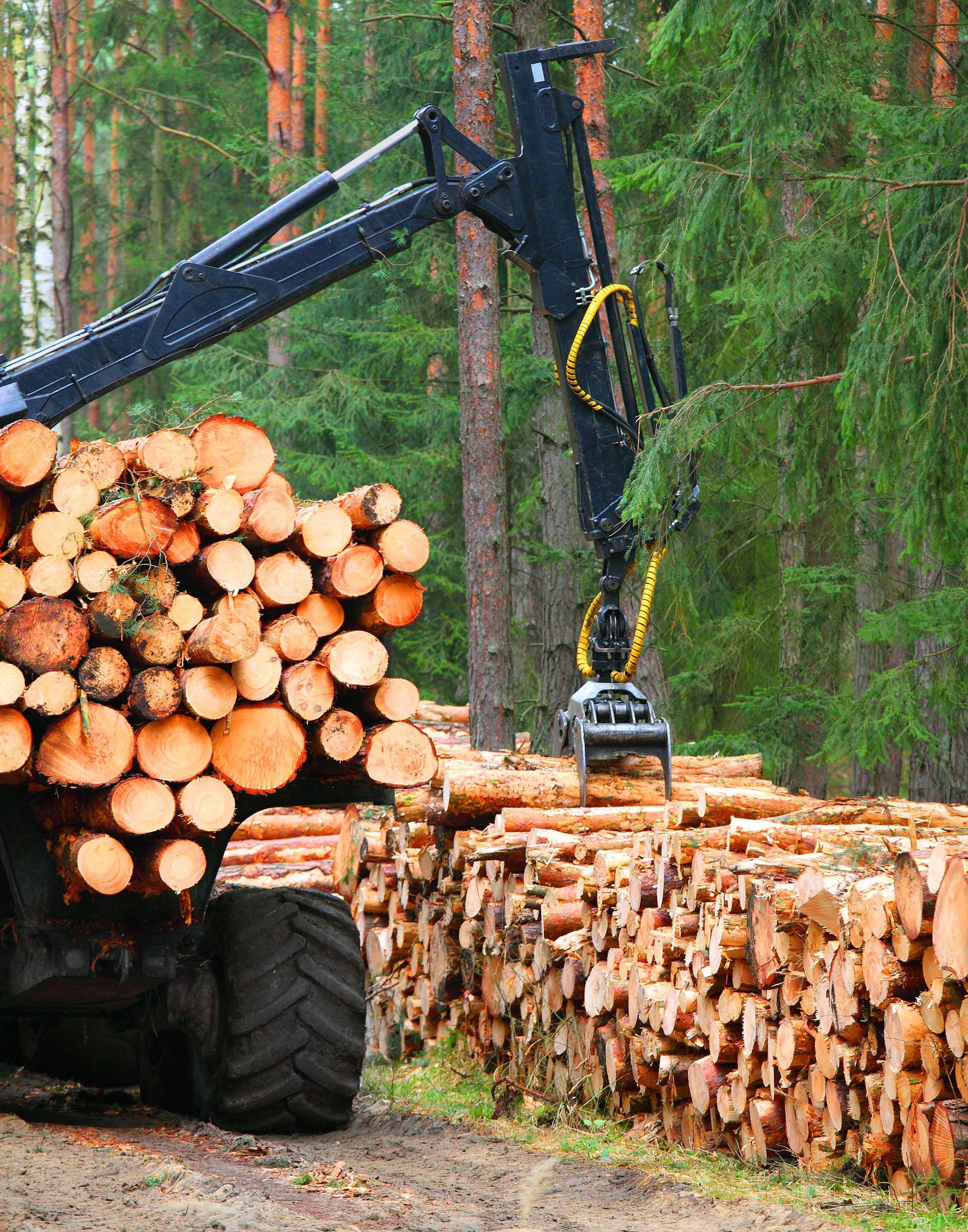Abatteuse travaillant dans une forêt