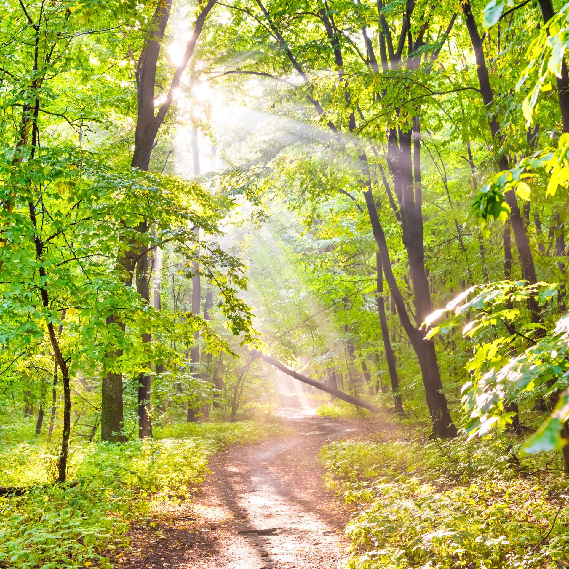 Forêt verdoyante avec des arbres d’automne, un sentier et la lumière du soleil à travers les feuilles