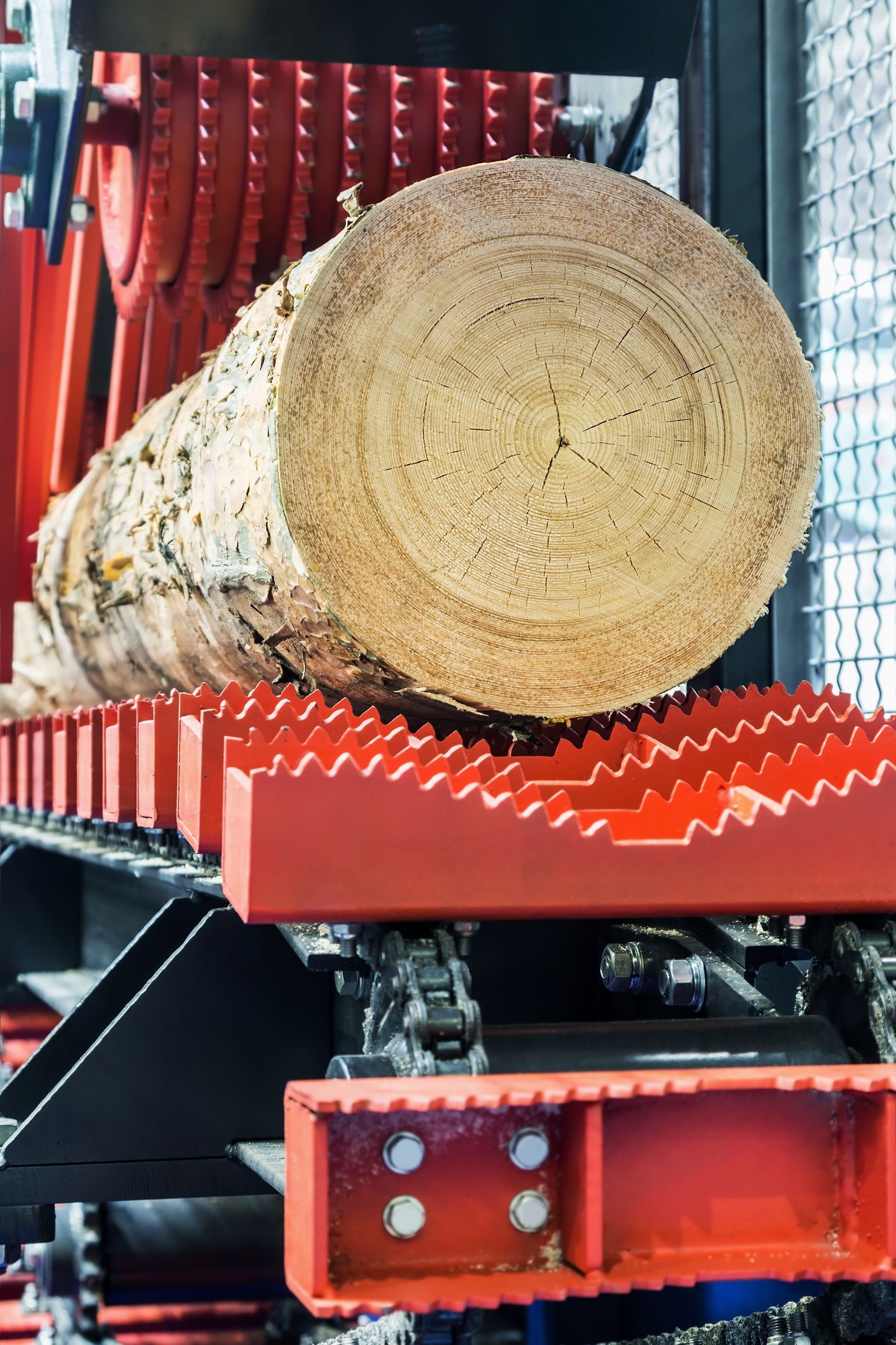 Une bûche sur un tapis roulant à dents rouges dans une scierie.