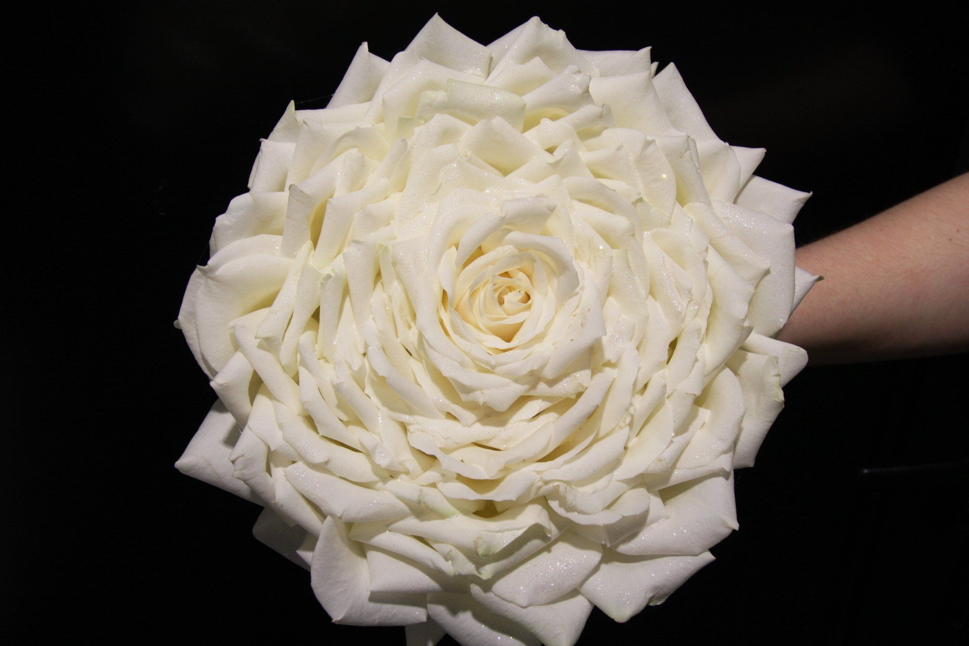 Bouquet blanc qui ressemble à une énorme rose blanche