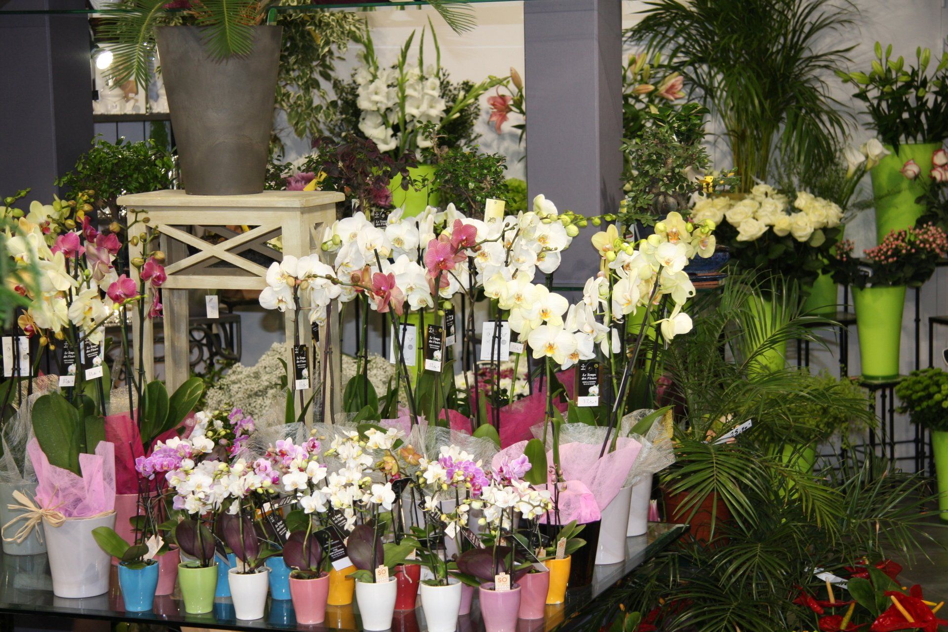 Orchidées en pot chez un fleuriste