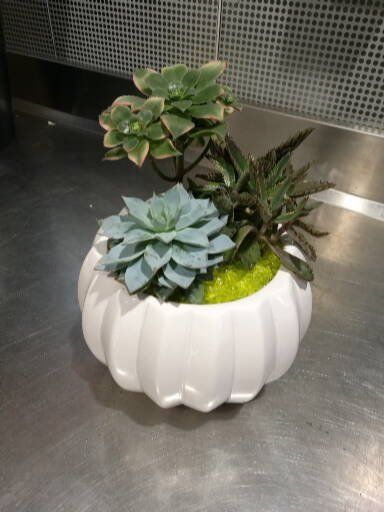 Un pot blanc rempli de plantes succulentes est posé sur un comptoir en acier inoxydable