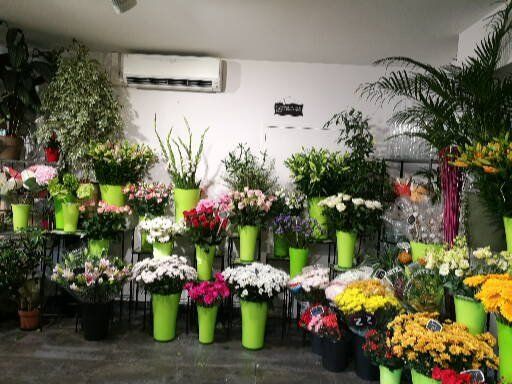 Une pièce remplie de nombreuses fleurs dans des pots verts