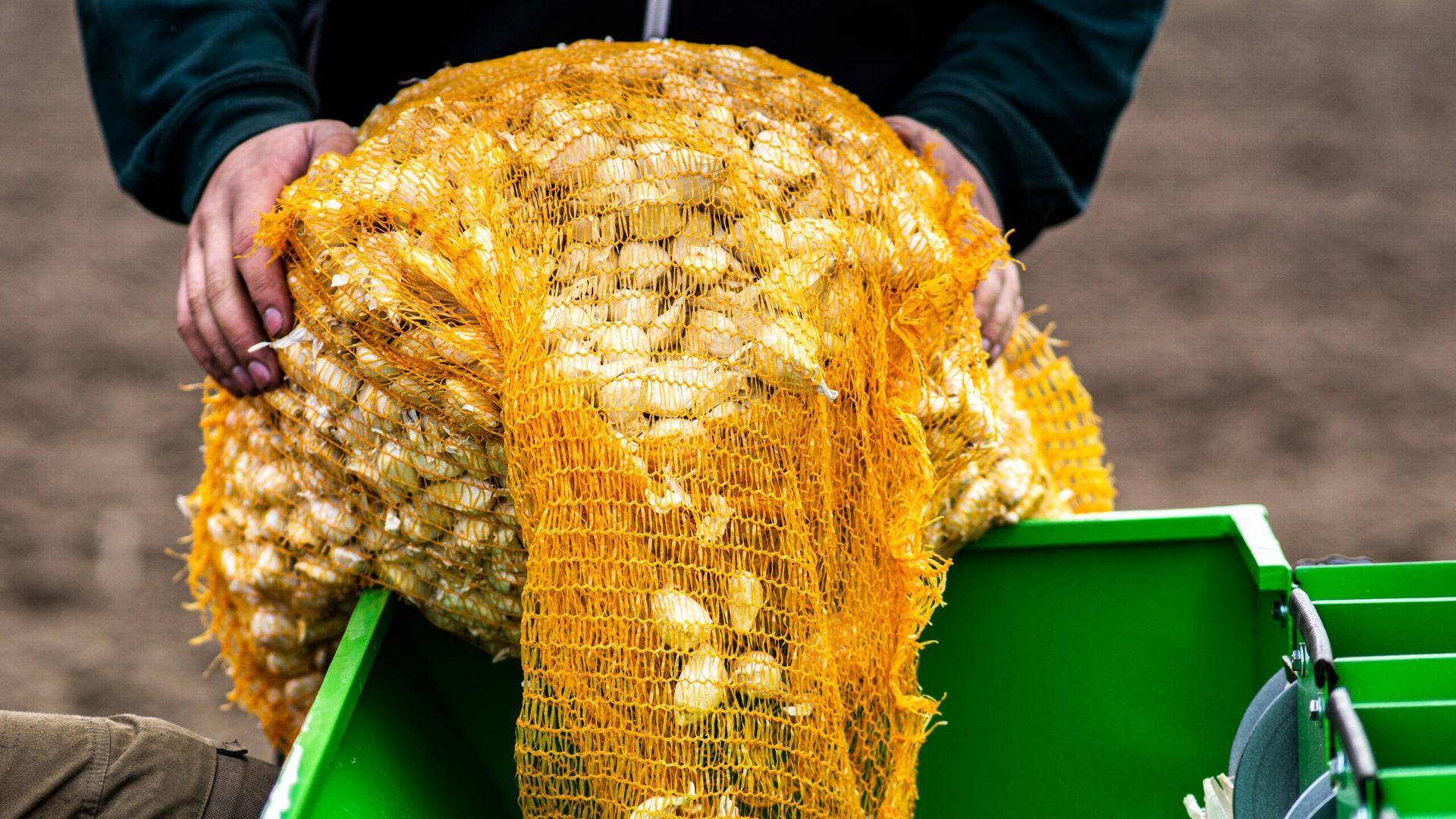 Eine Person hält eine Tüte Zwiebeln in den Händen.