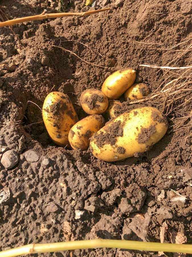 Ein Haufen Kartoffeln liegt im Dreck.