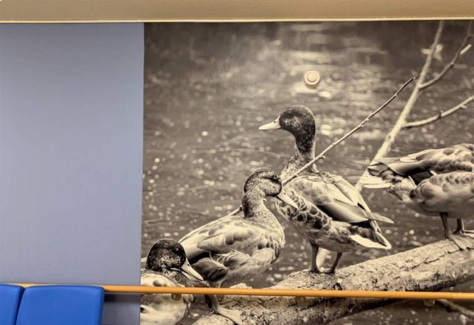 Fototapete mit Enten