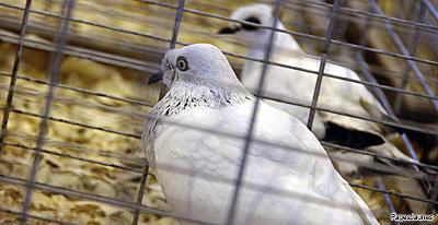 Elevage_pigeons_blancs_cage_PJ_140615.jpg