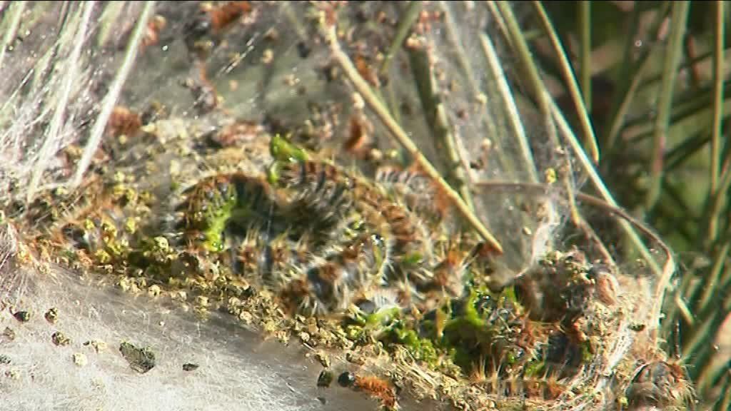 chenilles processionnaires du pin 