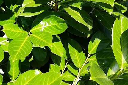 Weitere Leistungen von Blumen Krumme in Bergneustadt für Fimenkunden: Pflanzen Gewächshaus Floristik Sträuße Schnittblumen Beetpflanzen Dekoration festliche Anlässe - auch in Gummersbach Wiehl Olpe 