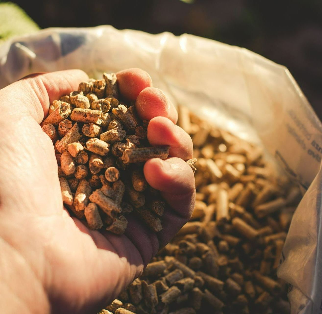 Main tenant une poignée de granulés