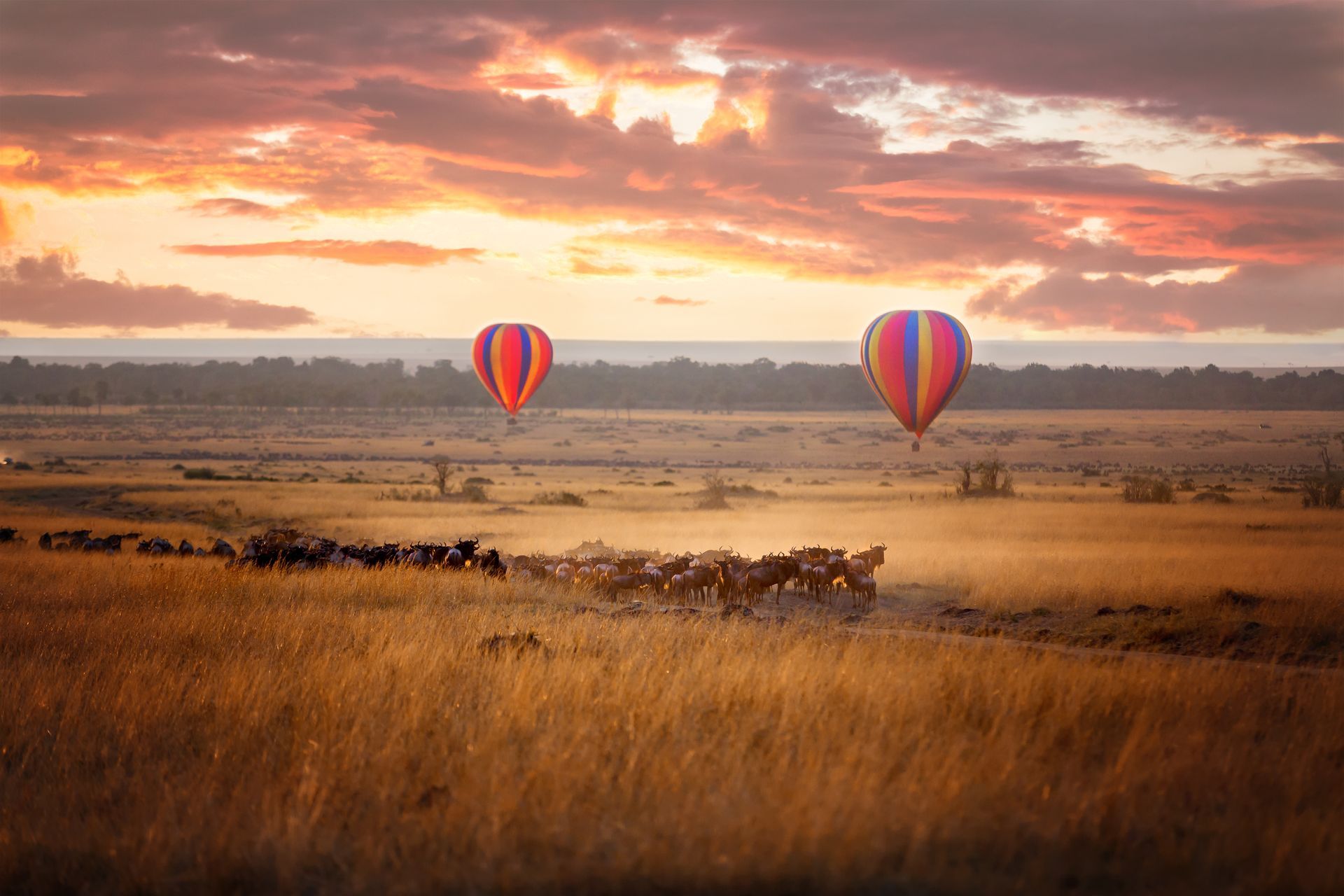 Safari 
