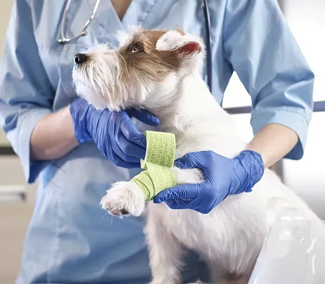 Un perro con un vendaje en la pata está siendo examinado por un veterinario.