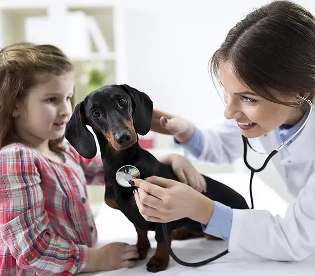Un perro salchicha está siendo examinado por una veterinaria.