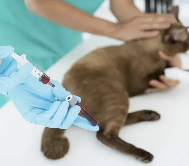 Una persona sostiene una jeringa frente a un gato.